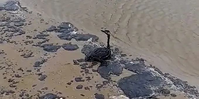 На пляжи Анапы вынесло мазут, попавший в воду после крушения танкеров На пляжи Анапы вынесло мазут, попавший в воду после крушения танкеров