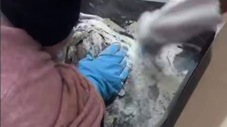 В Краснодарском крае отмыли от мазута более полутора тысяч птиц В Краснодарском крае отмыли от мазута более полутора тысяч птиц